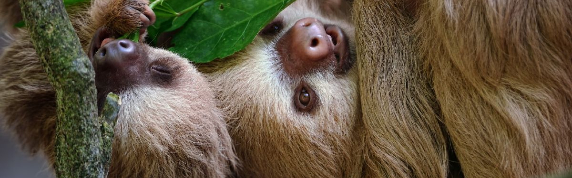 Animals You Might See During Activities and Tours in Costa Rica